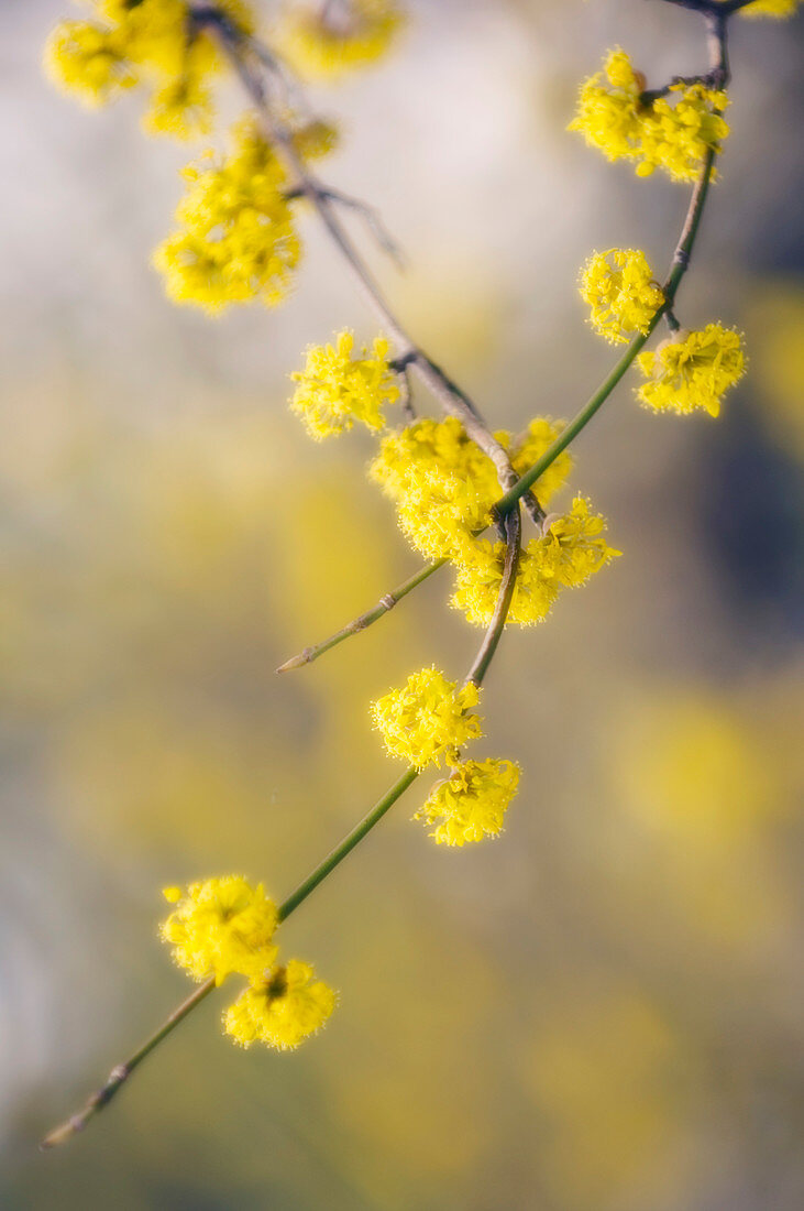 Japanese cornel (Cornus officinalis)