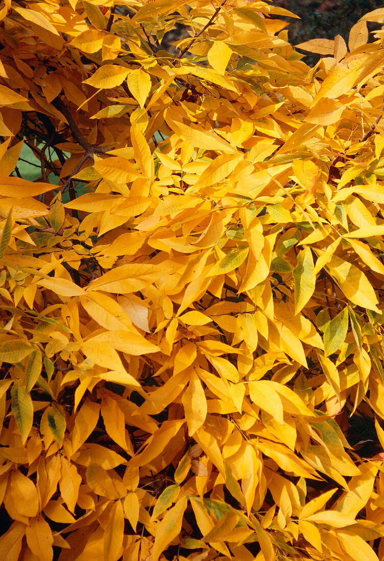 Hickory leaves (Carya ovata)