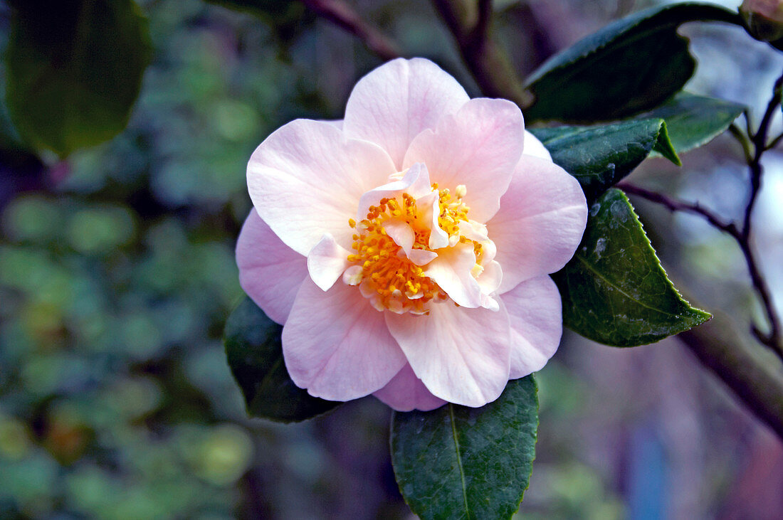 Camellia 'Yukikomaghi'
