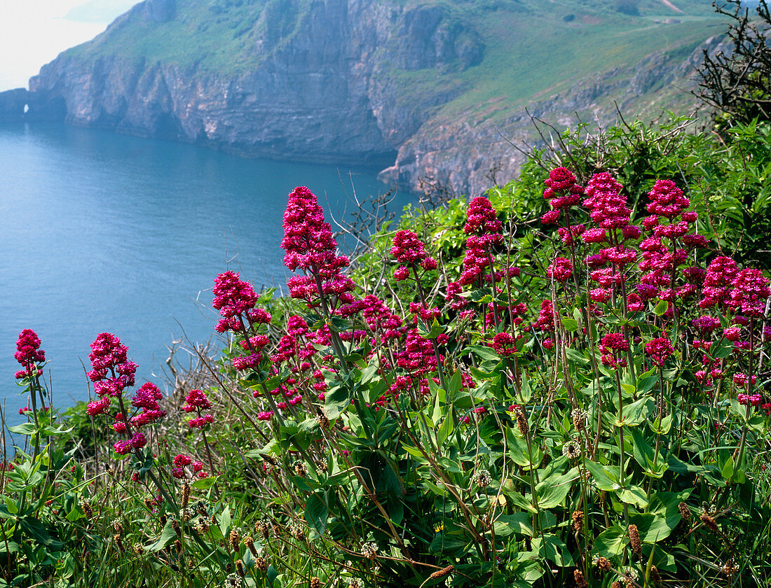 Red valerian