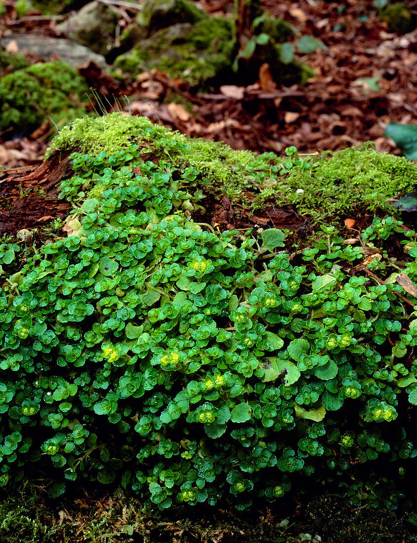 Golden saxifrage