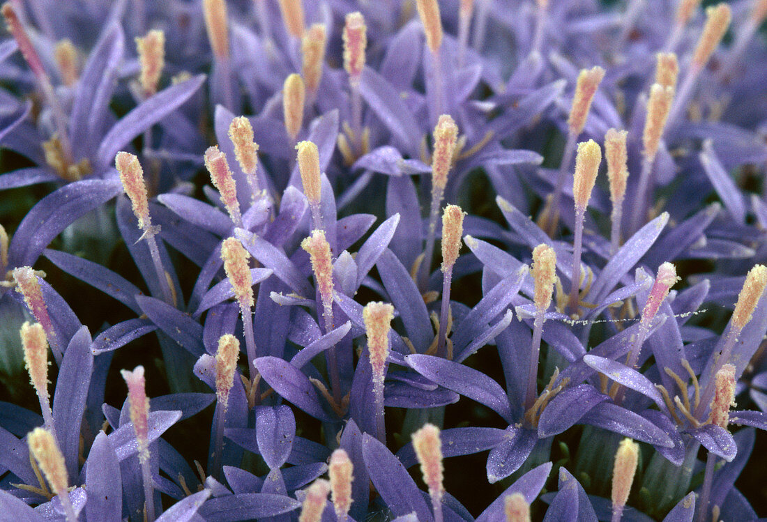 Bellflowers (Campanula asperuloides)