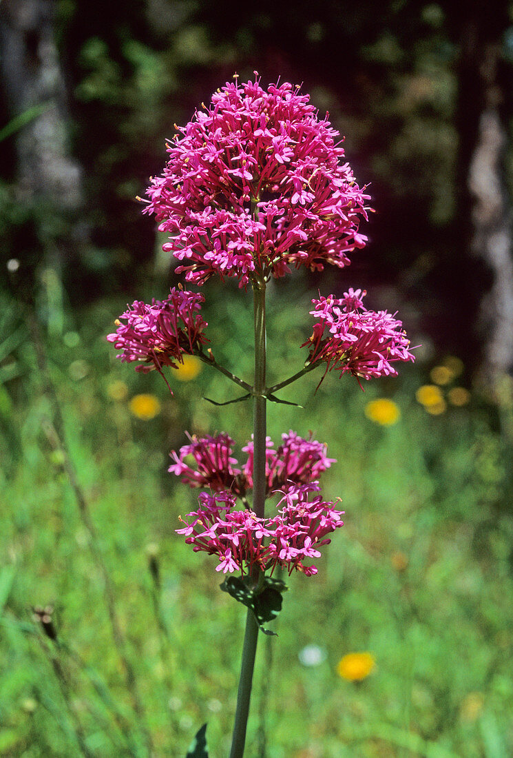 Red valerian (Centranthus ruber)