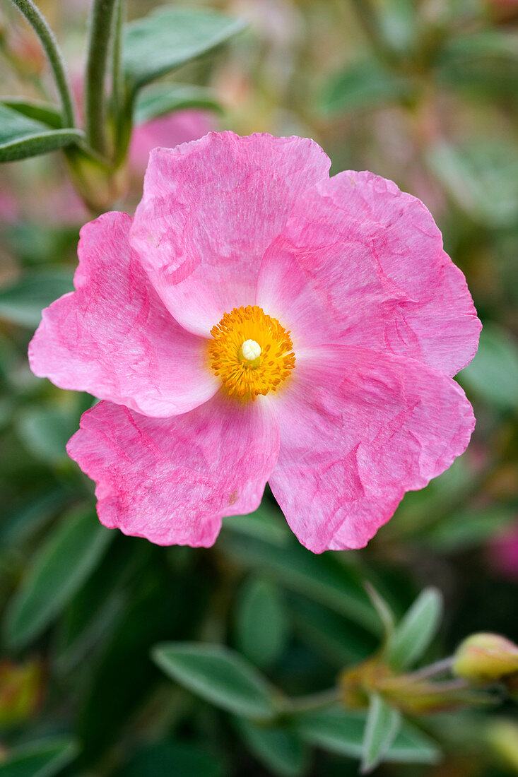 Cistus x argenteus 'Silver Pink' flower