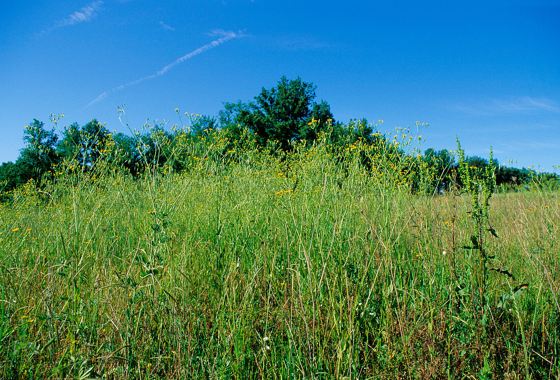 Smallflower hawksbeard (Crepis pulchra)