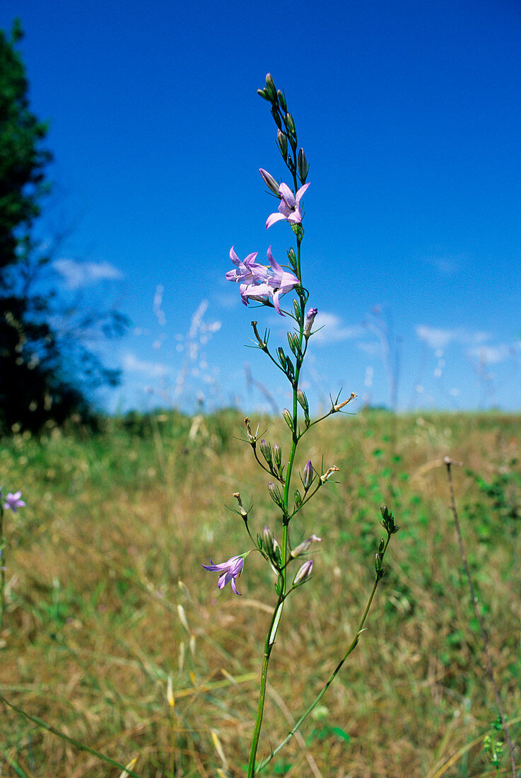 Rampion (Campanula rapunculus)