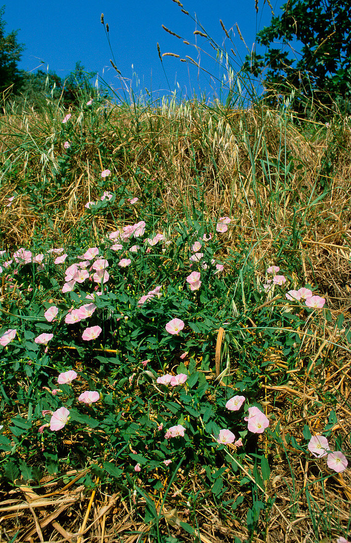 Field bindweed (Convolvulus arvensis)