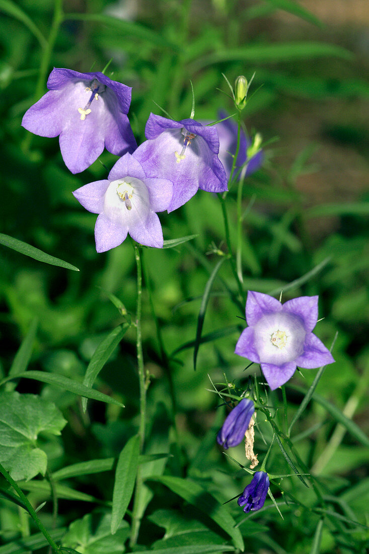 Bellflowers (Campanula marchesetti)