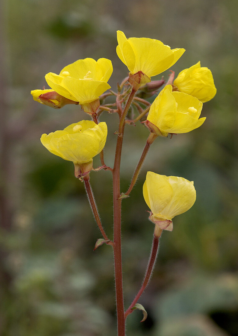 Yellow cups (Camissonia brevipes)