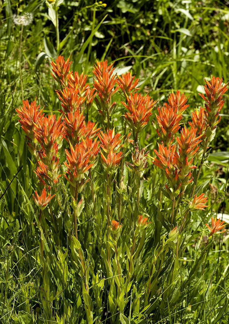 Castilleja miniata