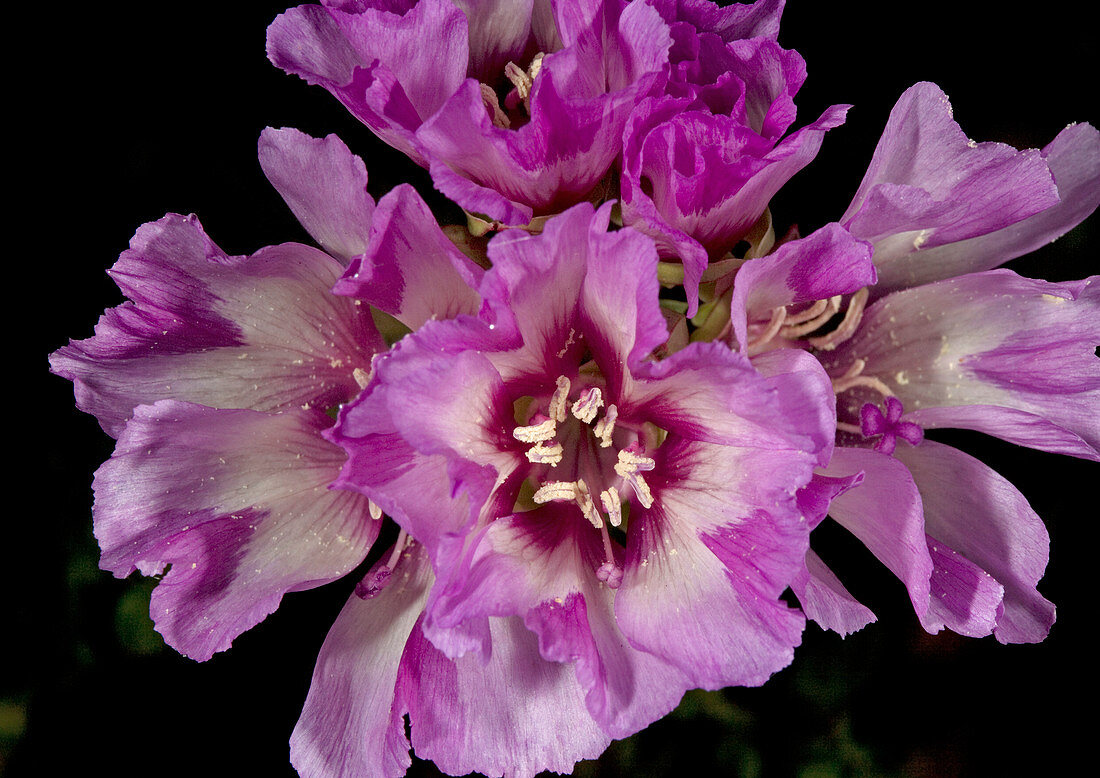 Clarkia (Clarkia imbricata)