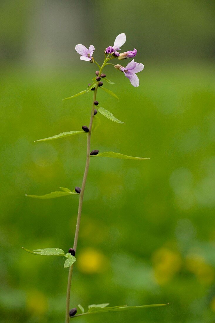 Coralroot (Cardamine bulbifera)