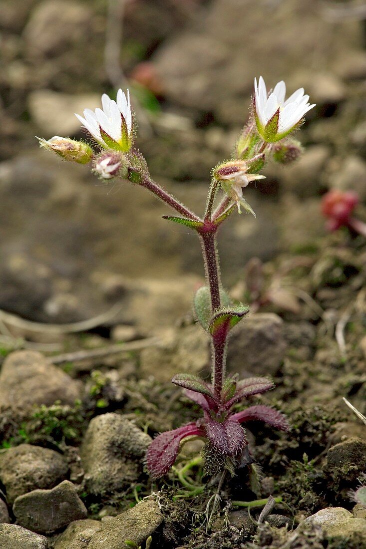 Dwarf mouse-ear (Cerastium pumilum)