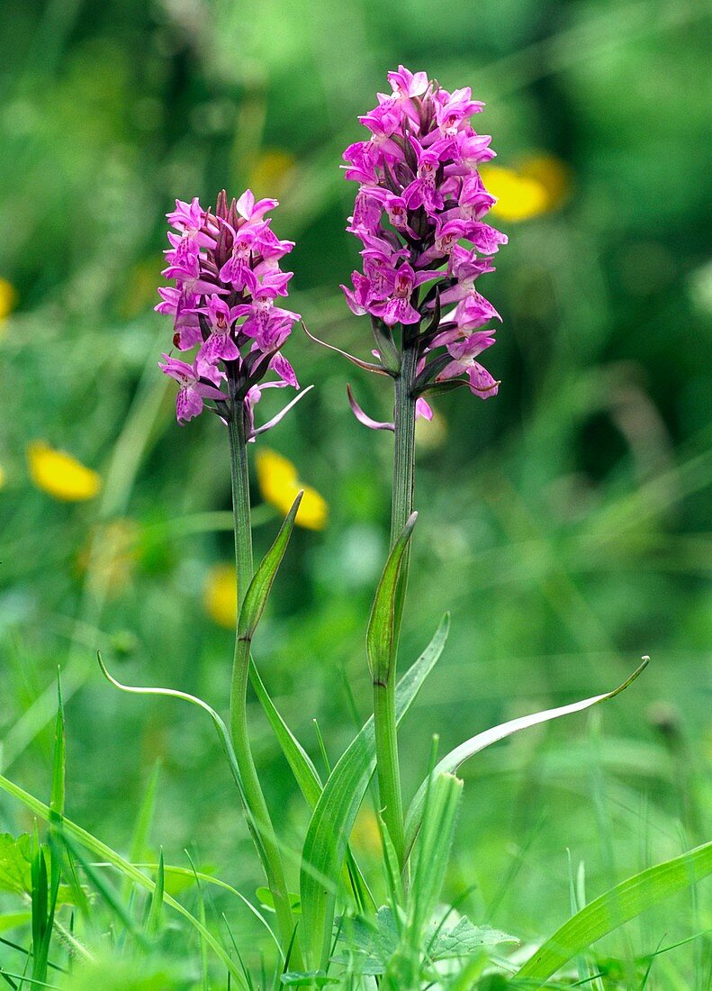 Dactylorhiza fuchsii