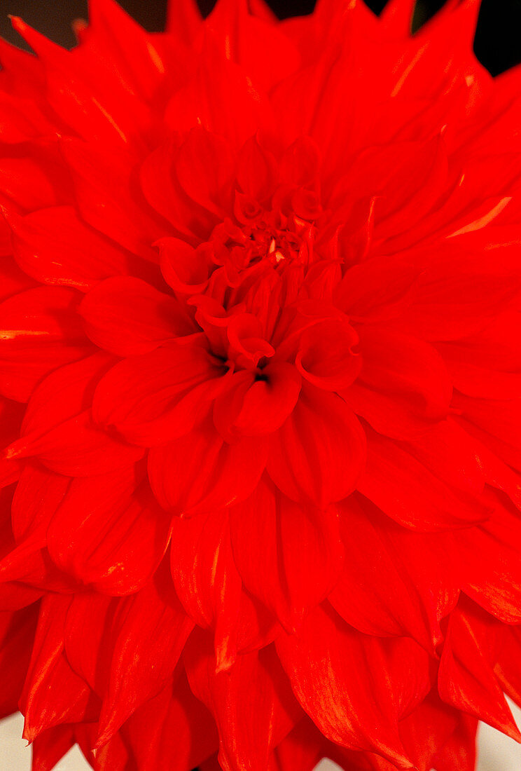 Dahlia Big Orange