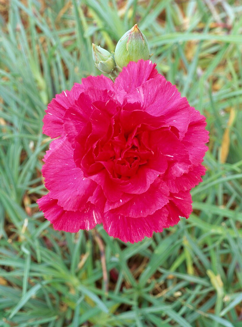 Dianthus Rose Joy