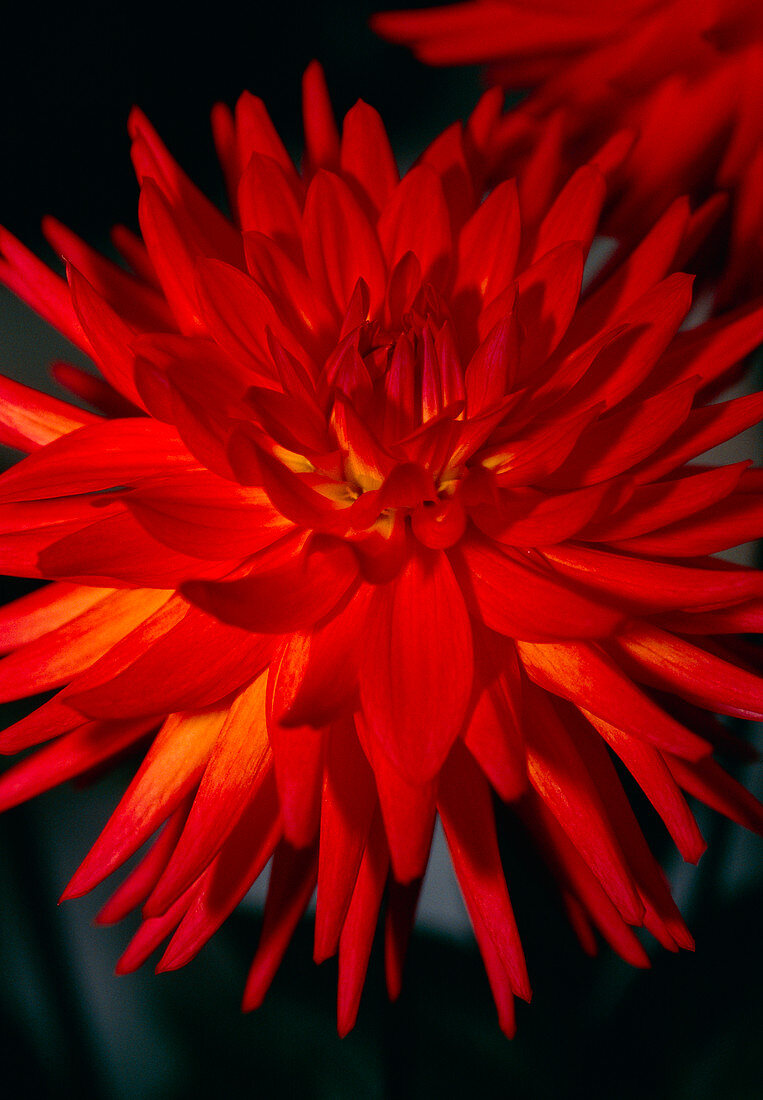 Dahlia HILLCREST DESIRE