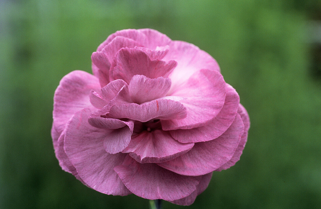 Carnation (Dianthus 'Violet Clove')