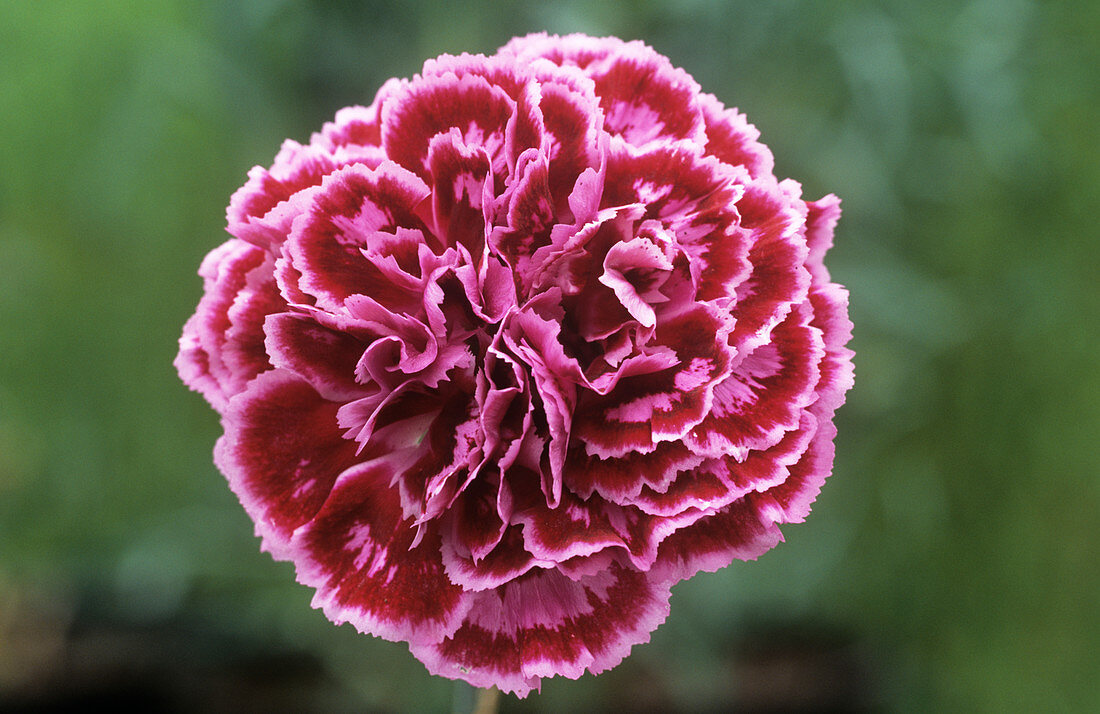 Pink (Dianthus 'Gran's Favourite')