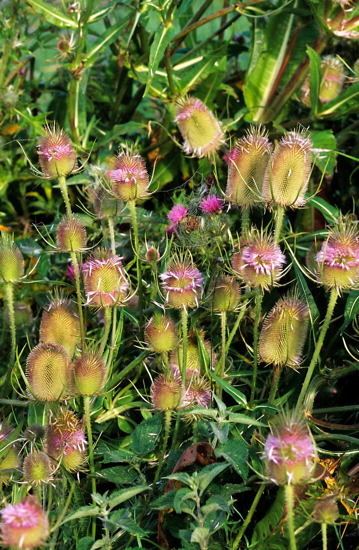 Wild teasel flowers (Dipsacus fullonum)