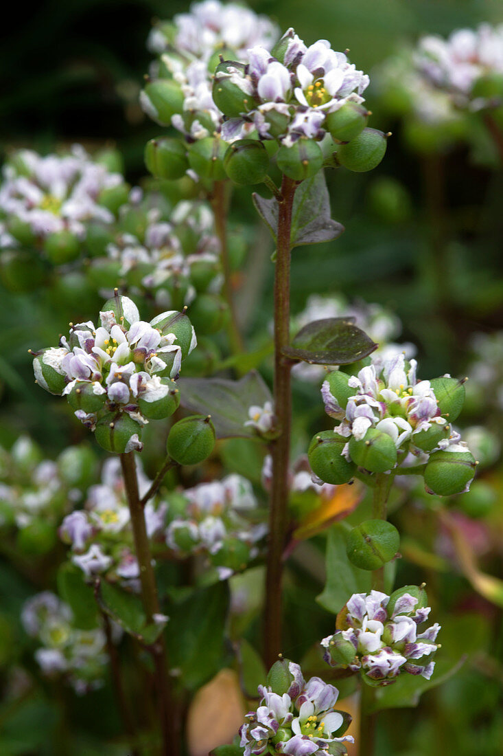 Cochlearia officinalis