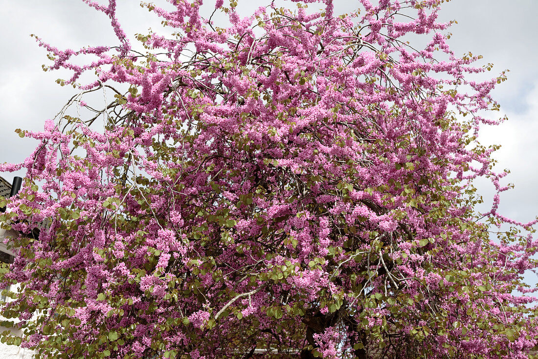 Judas tree (Cercis siliquastrum)