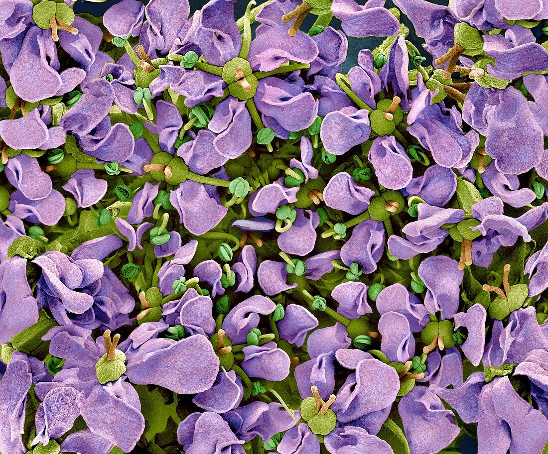 Cryptotaenia japonica Hassk flowers,SEM