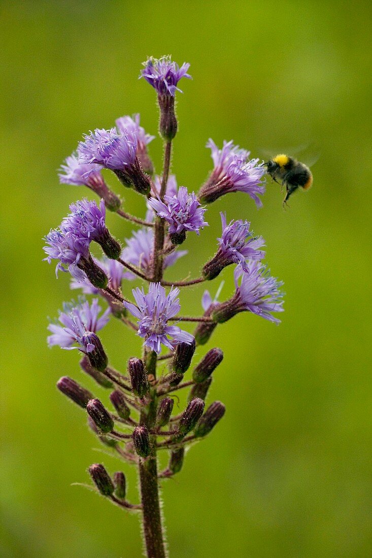 Alpine sow thistle (Cicerbita alpina)