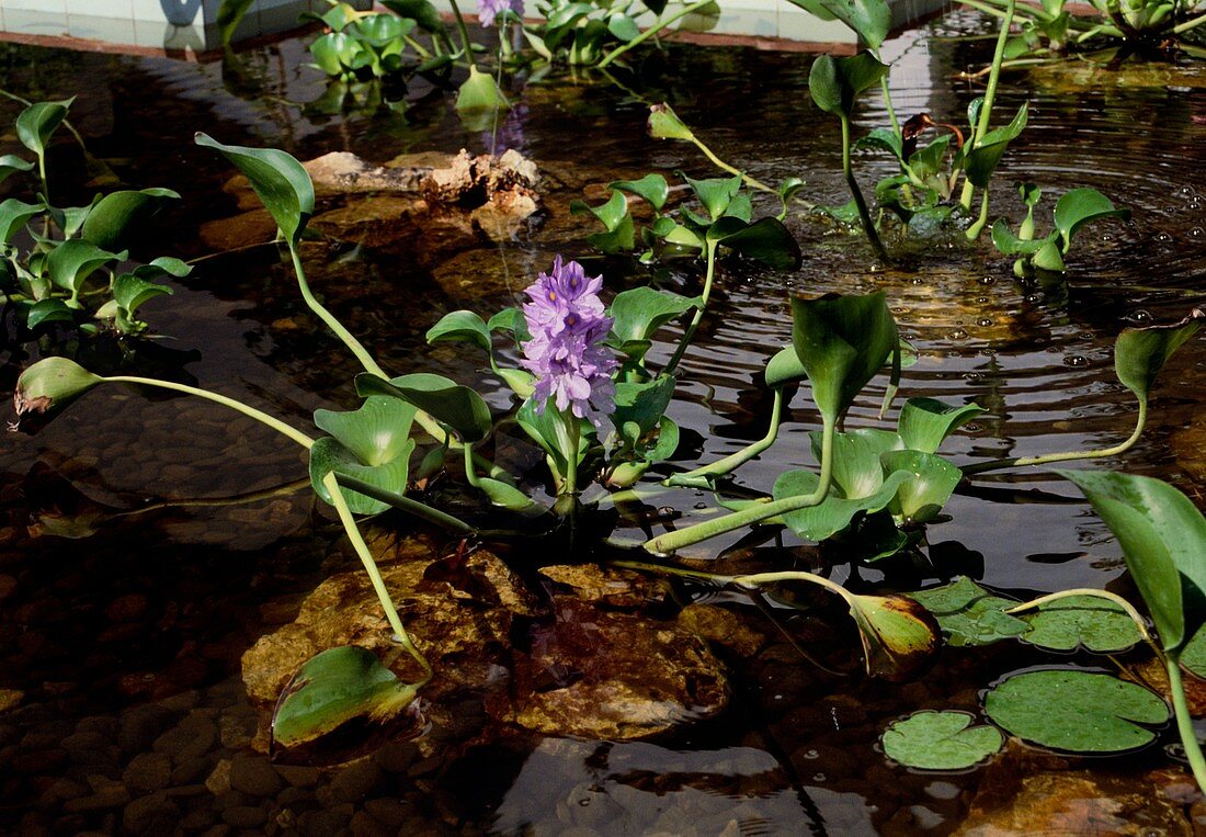 Eichhornia crassipes