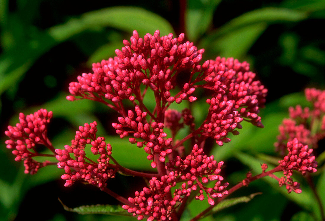 Eupatorium purpureum