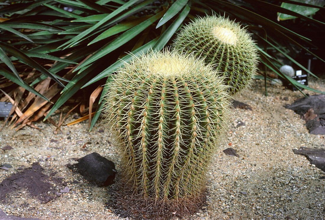 Echinocactus grusonii