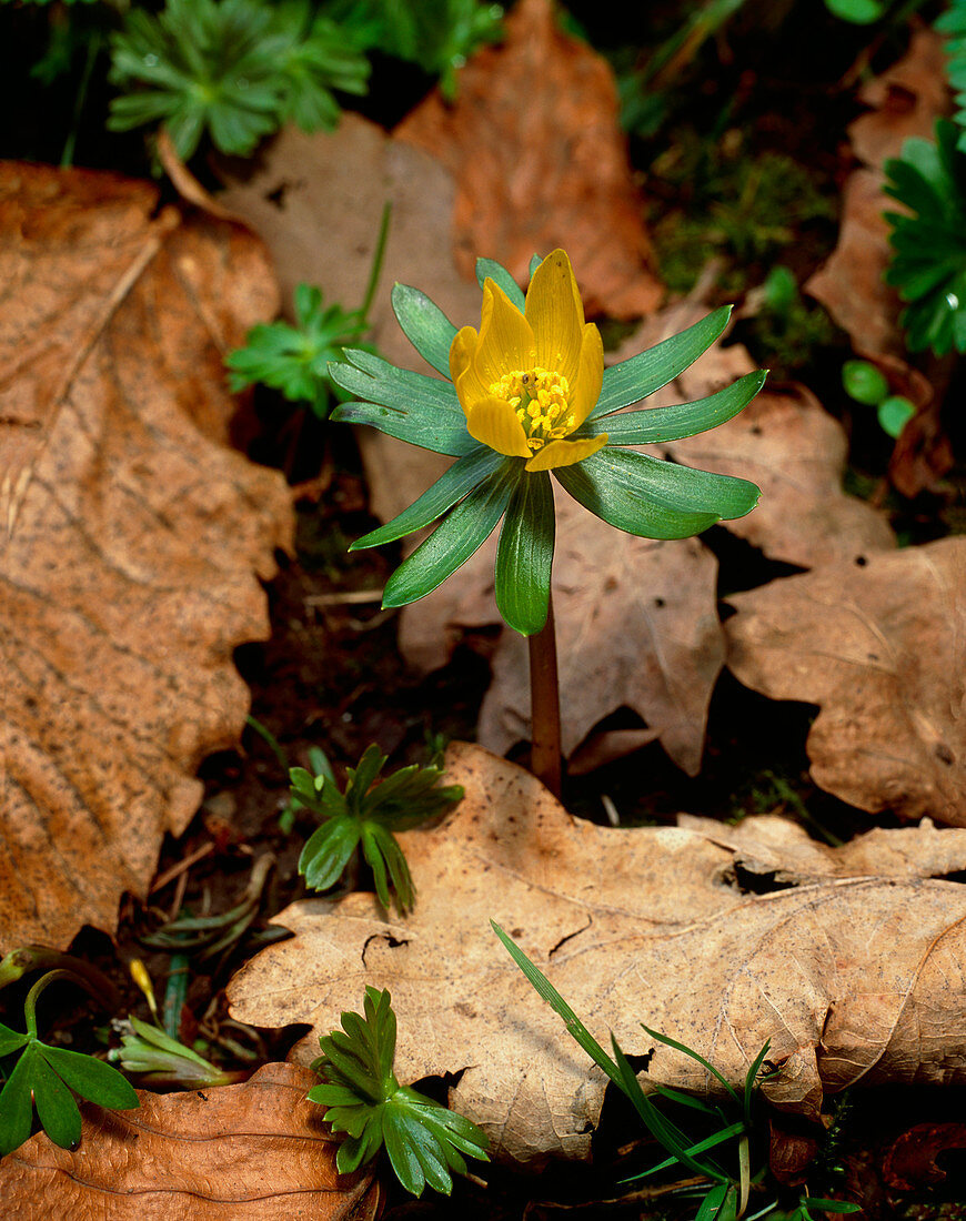 Eranthis hyemalis