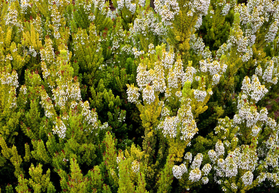 Erica arborea var.alpina