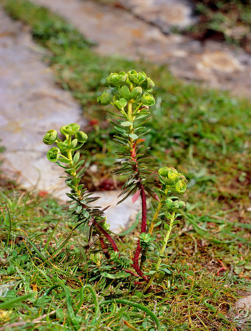 Euphorbia portlandica