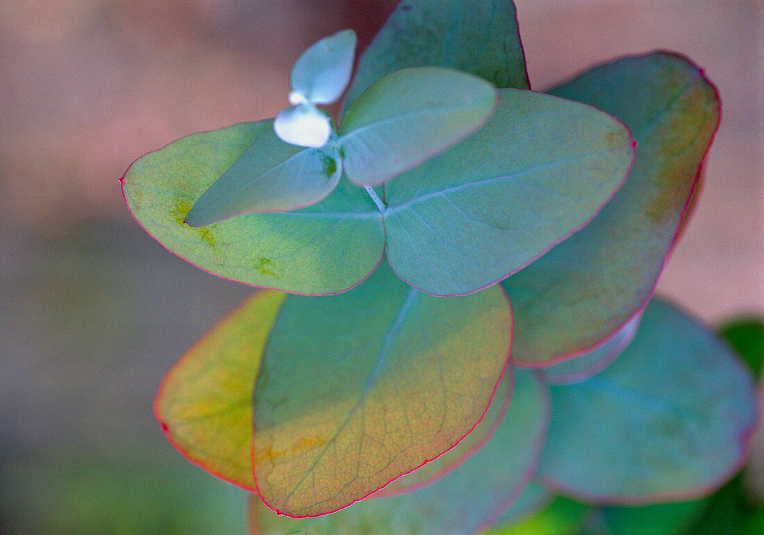 Eucalyptus gunii