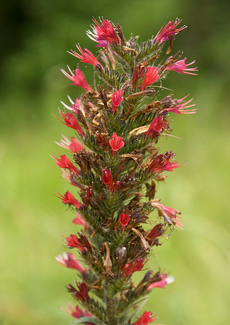 Bugloss (Echium russicum)