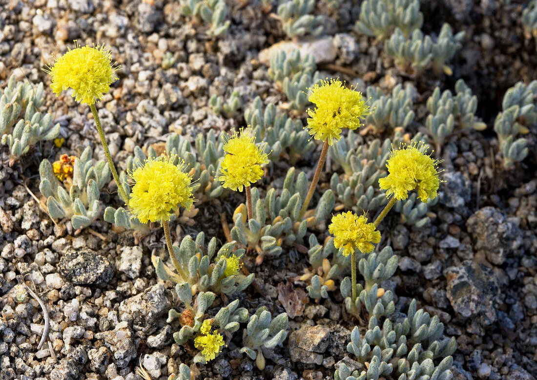 Mt Rose buckwheat (Eriogonum rosense)