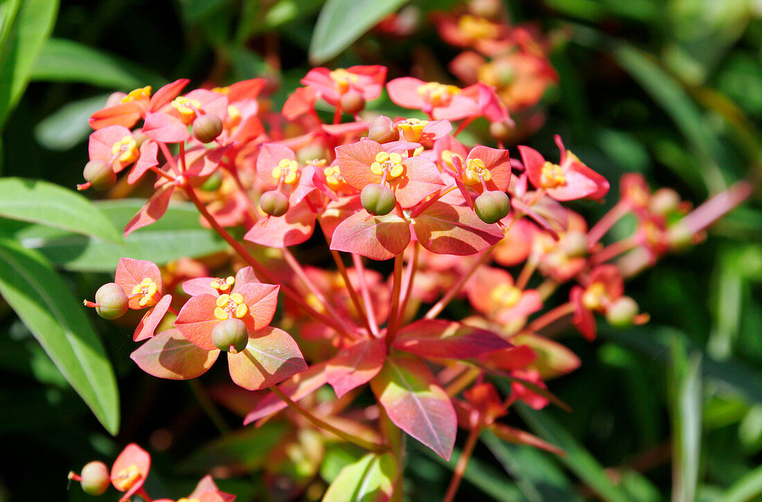 Spurge flowers (Euphorbia griffithii)