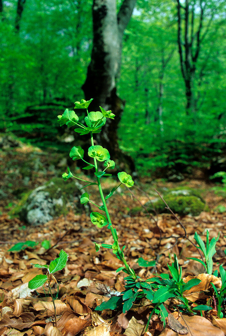 Wood spurge (Euphorbia amygdaloides)