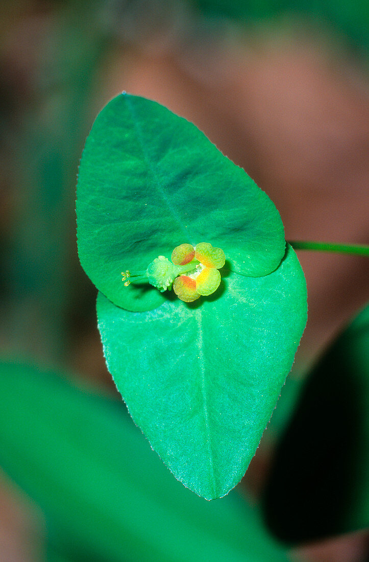 Spurge flower (Euphorbia dulcis)