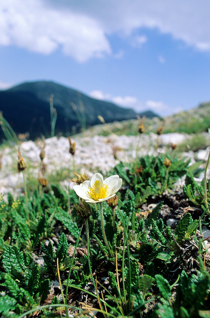 Mountain avens (Dryas octopetala)