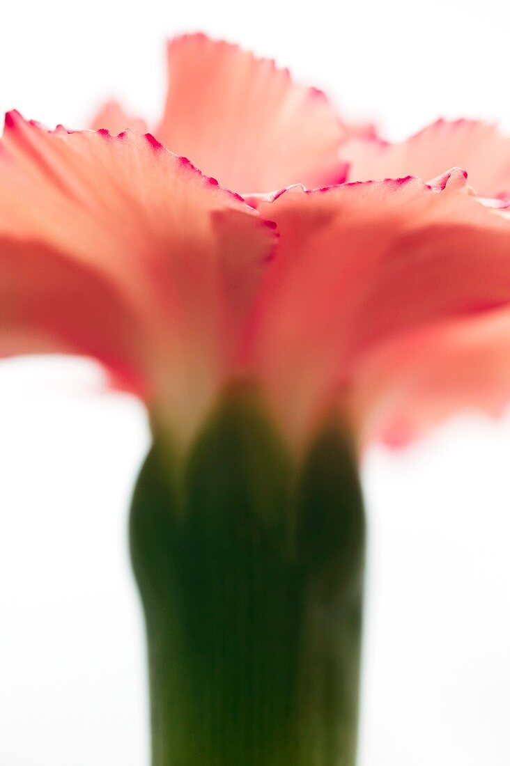 Carnation (Dianthus sp.)
