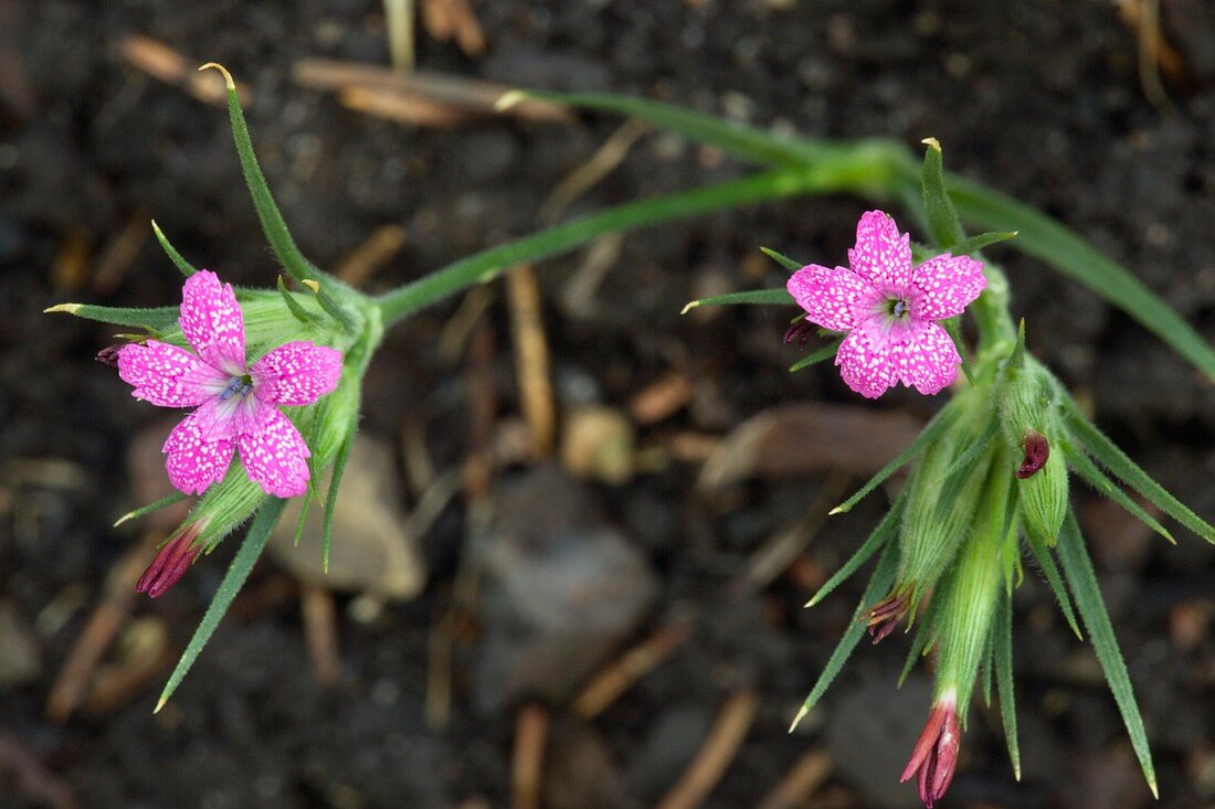 Deptford pink (Dianthus armeria)