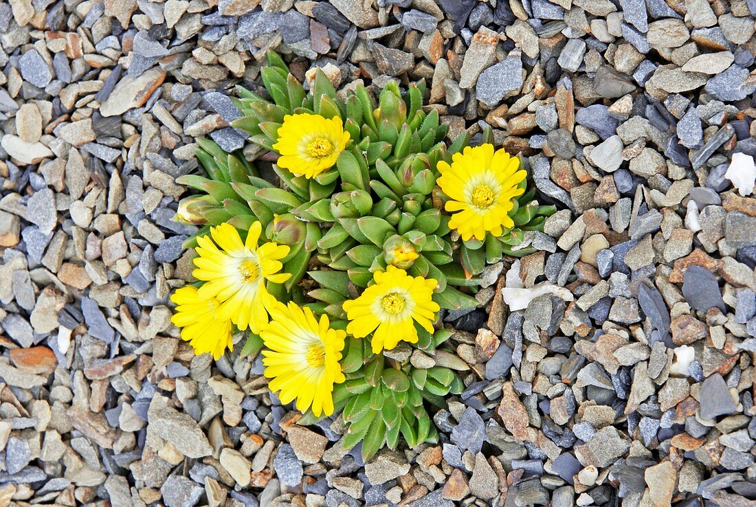 Ice plant 'Gold Nugget'