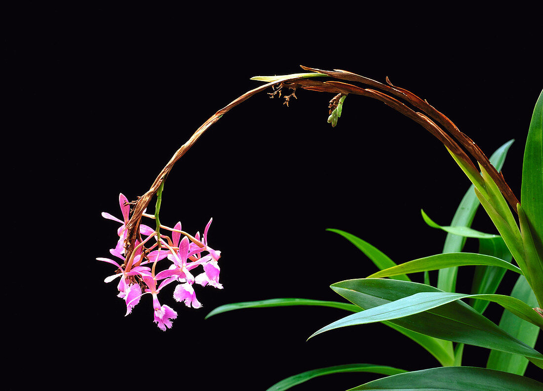 Epidendrum Pink Cascade