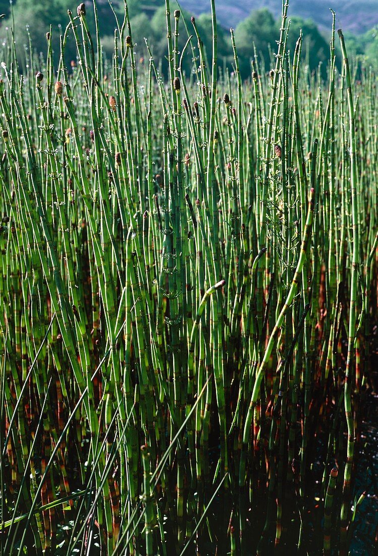 Water Horsetails