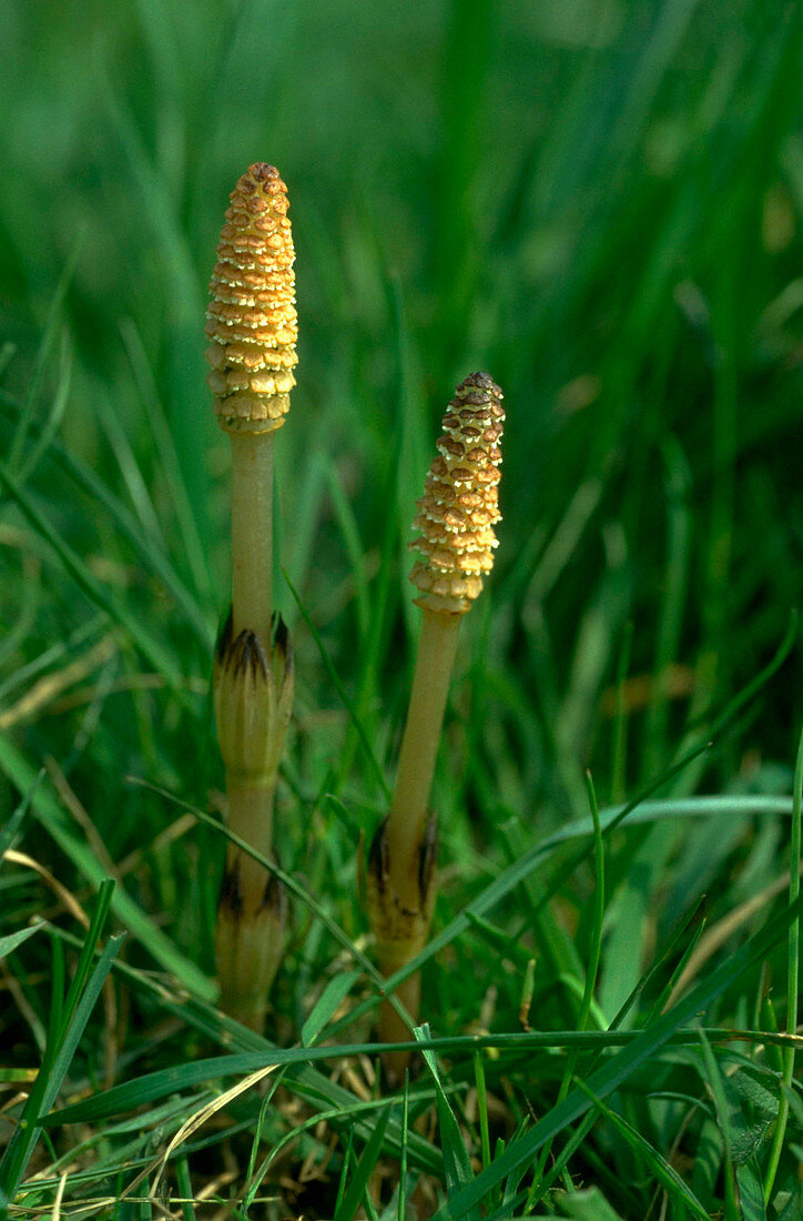Flowers of Horsetails