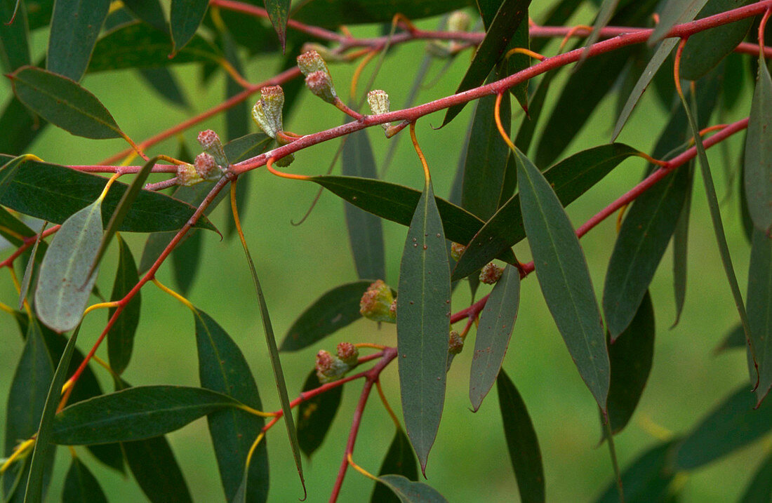 Eucalyptus Coccifera
