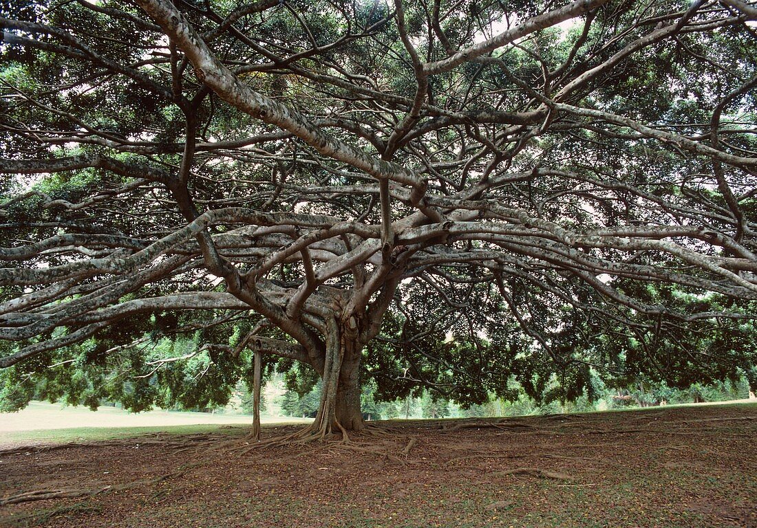 Ficus benjamina Gv comosa