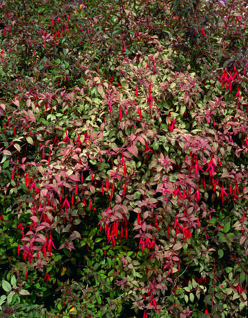 Fuchsia magellanica var gracilis 'Versicolor'